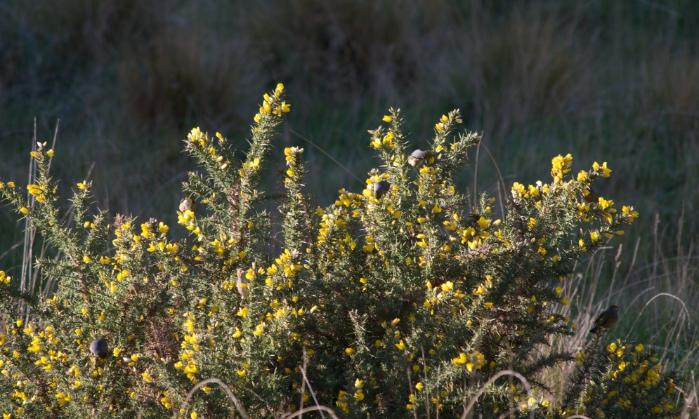 Gorse (Ulex europaeus)