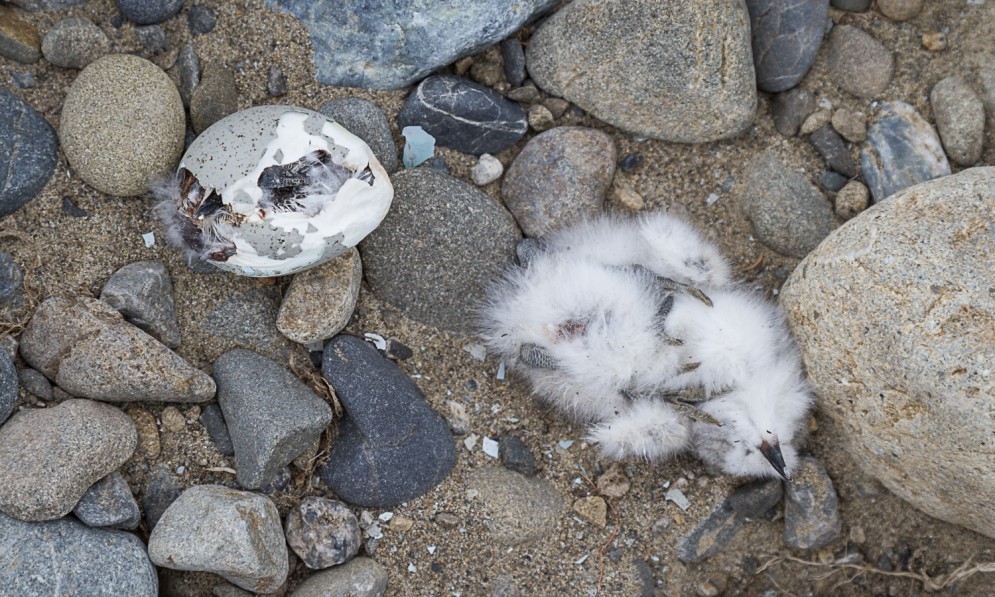 Hatched wrybill chick and about-to-hatch chick both killed by flying stones from a 4WD. Image Grant Davey