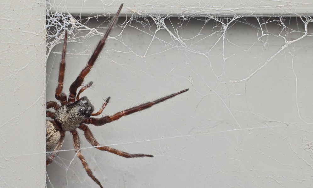Female Badumna sp Grey house spider. Image Bryce McQuillan