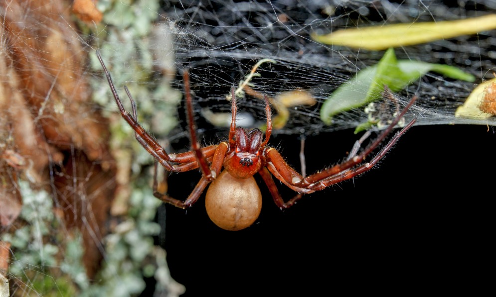 Female Cambridgea foliate sheet-web spider - Bryce McQuillan