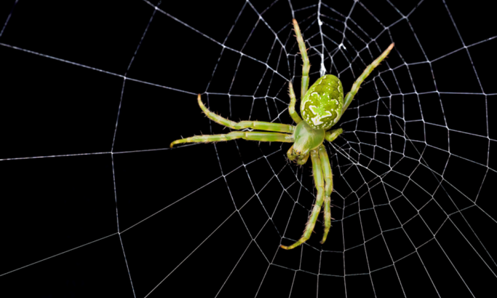 Female Colaranea verutum endemic green orb web spider. Image Bryce McQuillan