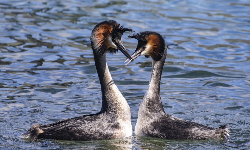 Pūteketeke / Southern Crested Grebe pair doing a courtship dance on Lake Wānaka. Image by Oscar Thomas.