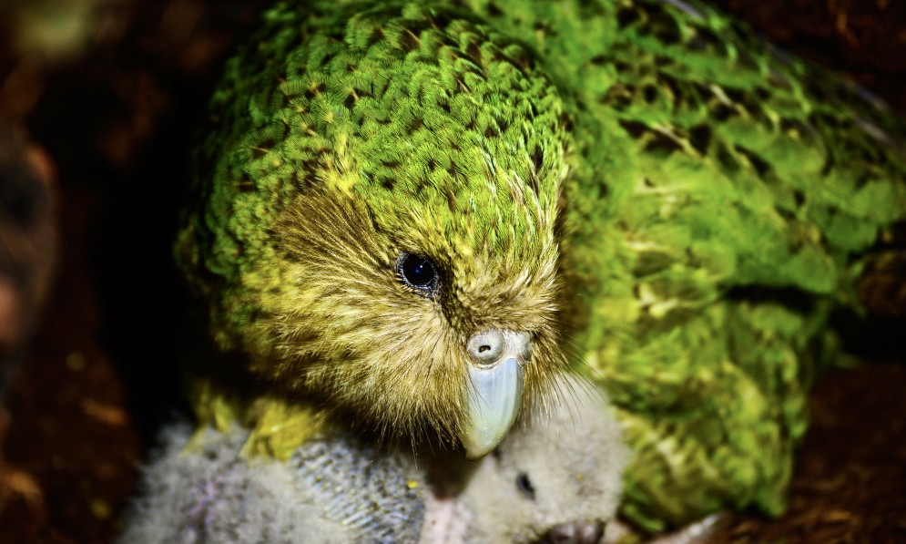 Kākāpō Alice and chick Rupi. Credit Jake Osborne