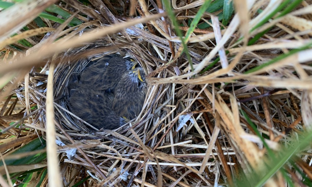 The three doomed mātākā South Island fernbird chicks. Credit Petra Simpson