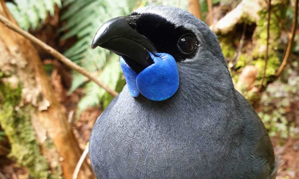 Kōkako. Credit Tara Swan