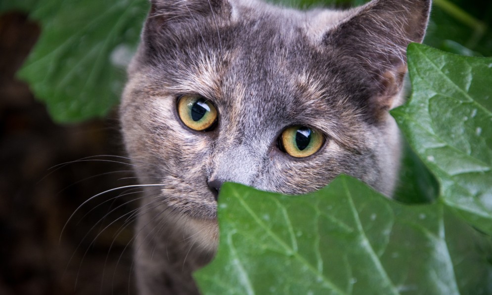 Neighbourhood cat. Credit Jake Osborne