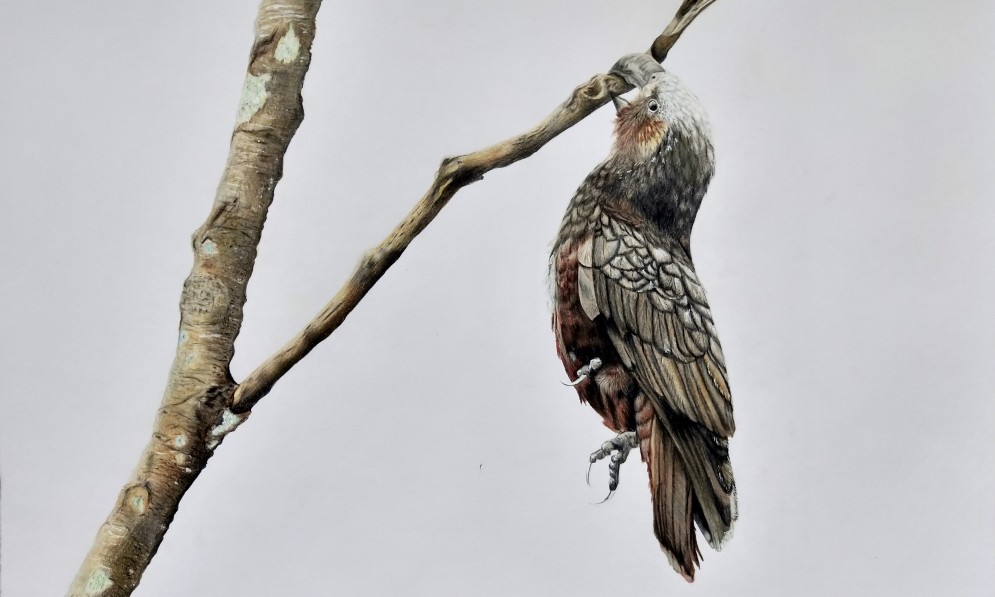 Drawing of a kaka by Sophia Nouchi