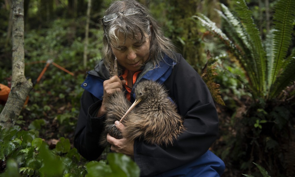 Remutaka kiwi mission. Image Neil Hutton