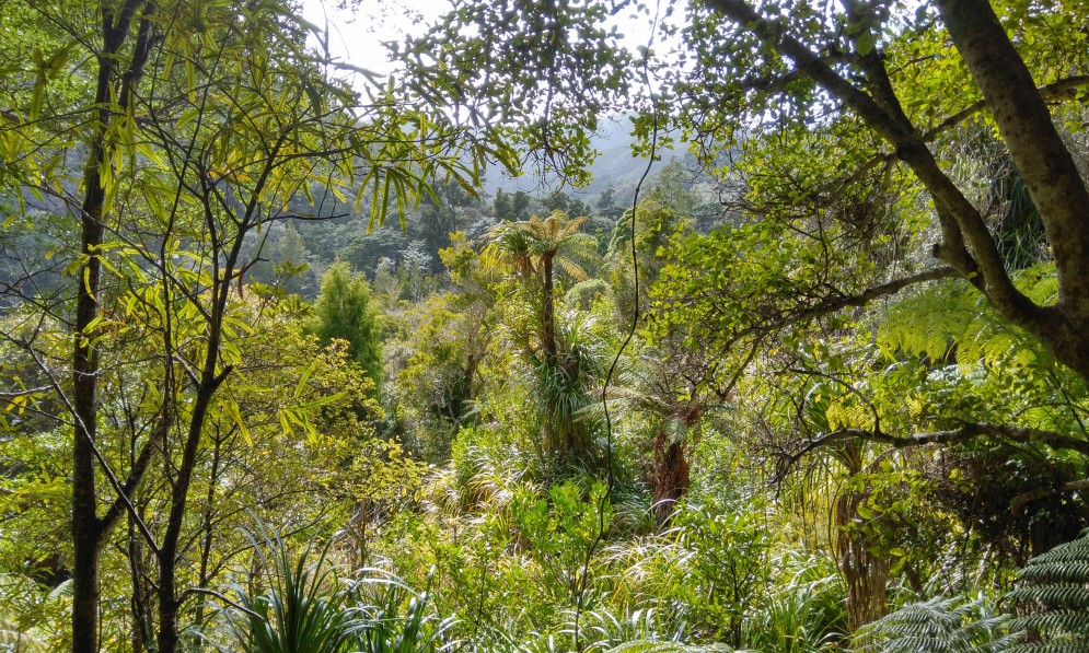Remutaka Forest Park kiwi habitat. Image Rosemary Thompson