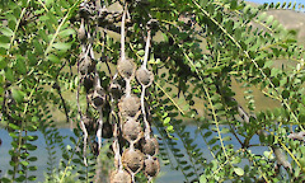 sophora microphylla