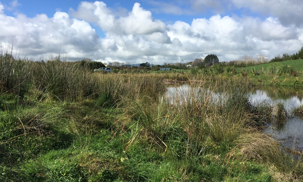 Owl Farm constructed wetland. Image NIWA