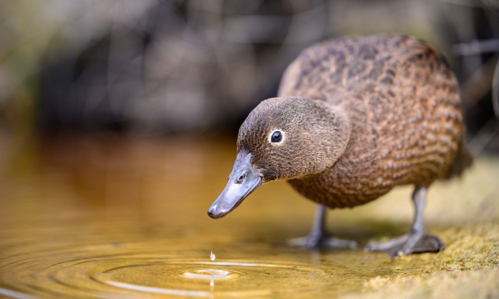 Campbell Island teal. Image Jake Osborne