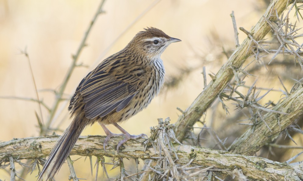 Mātātā fernbird. Image Oscar Thomas