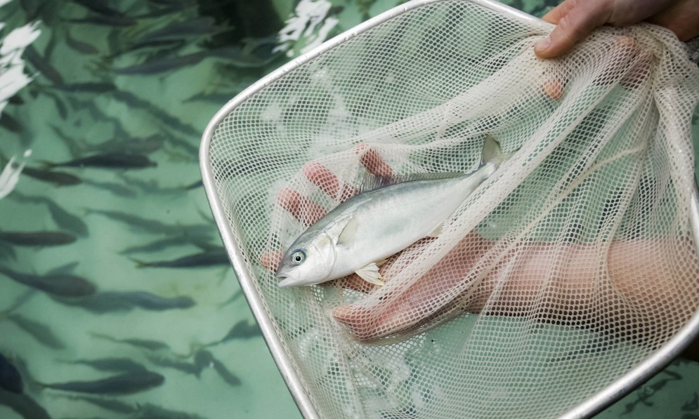 Marine farms can damage the ocean environment. Image NIWA