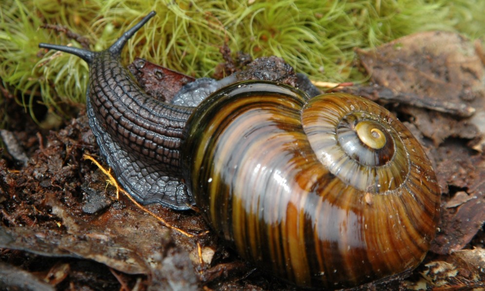 Powelliphanta patrickensis