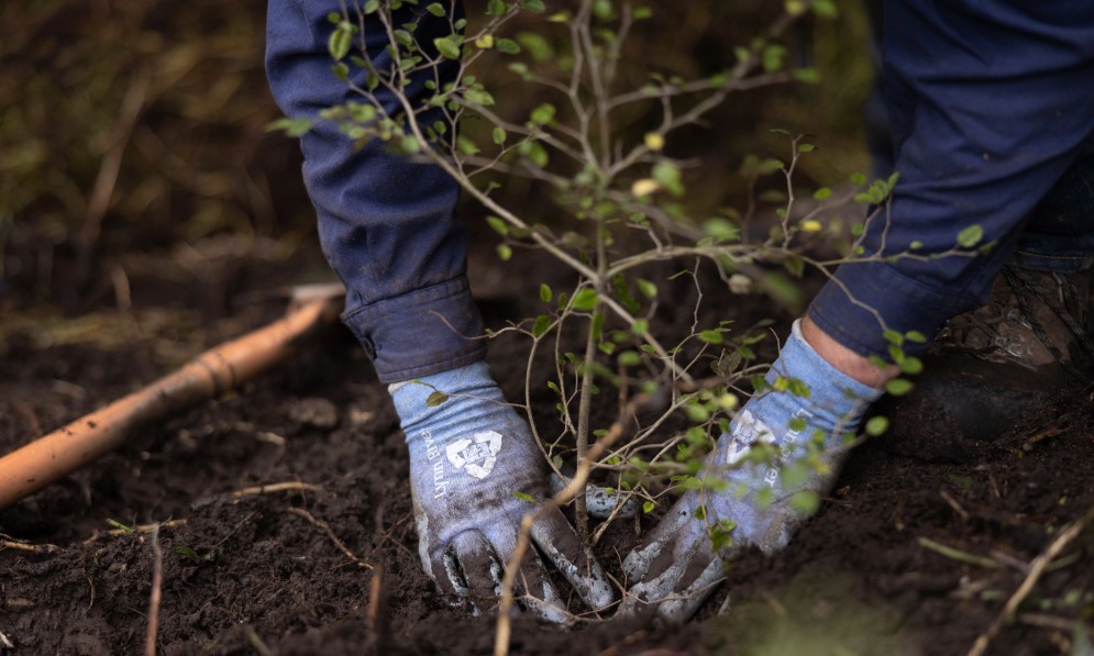 Hands planting a tree