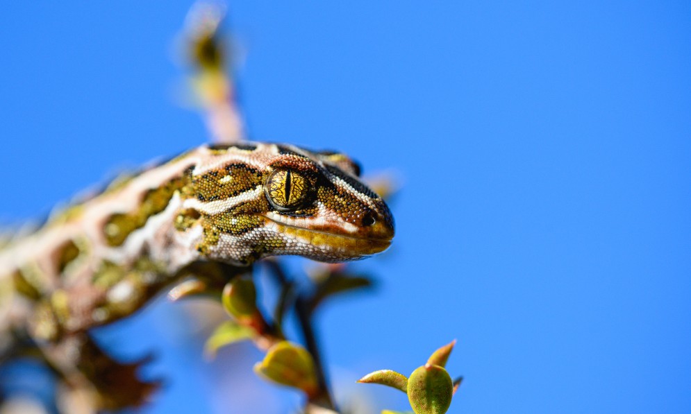 Tukutuku rakiurae Harlequin gecko. Image Jake Osborne