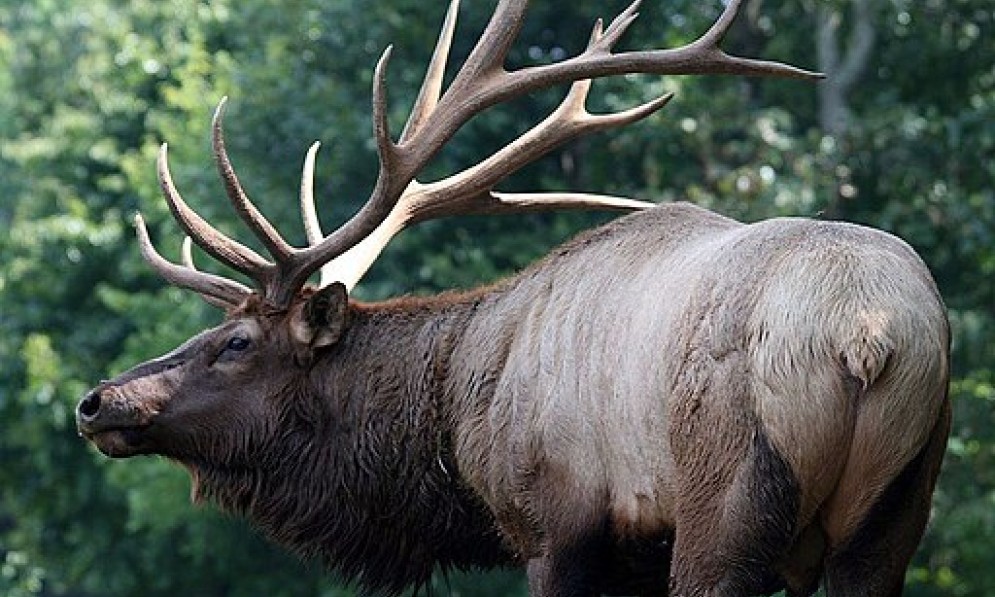 Wapiti (Cervus canadensis) in North Carolina Zoo. Credit David Stang.jpg