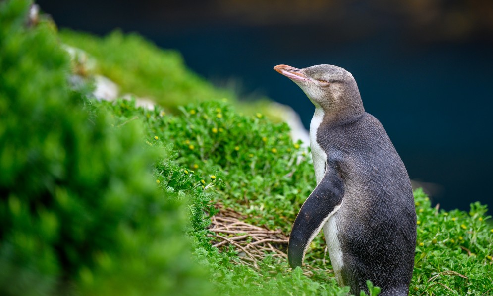 Hoiho, Disappointment Island, Auckland Islands. Image Jake Osborne