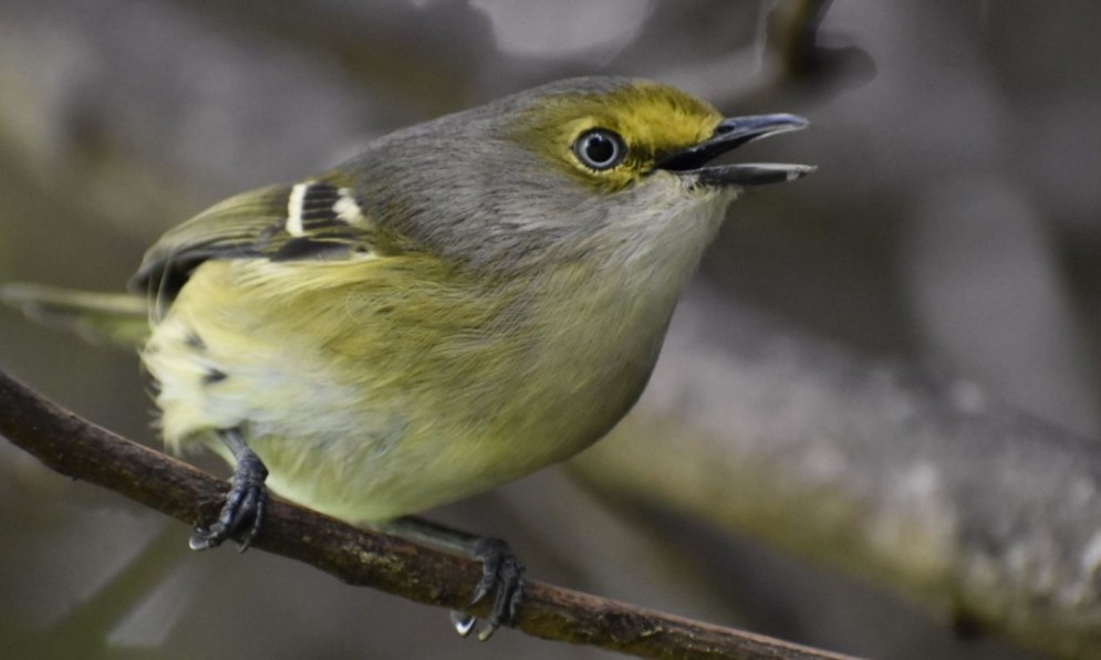 Picture of a bird, the white-eyed vireo