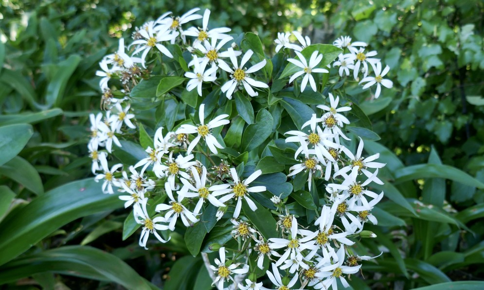 Kirk’s daisy. Image Kathy Ombler