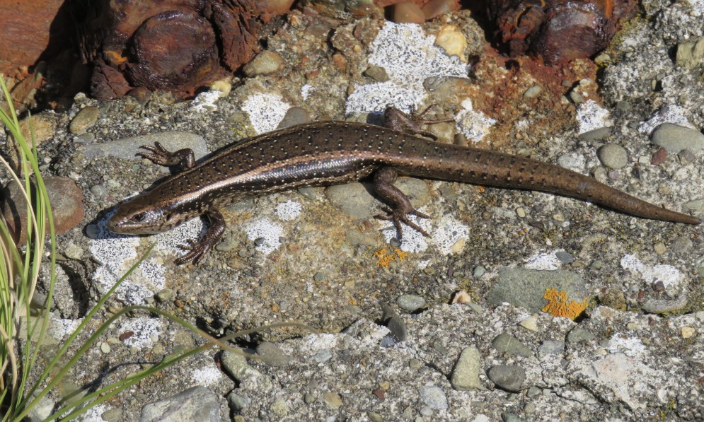 New Zealand skink
