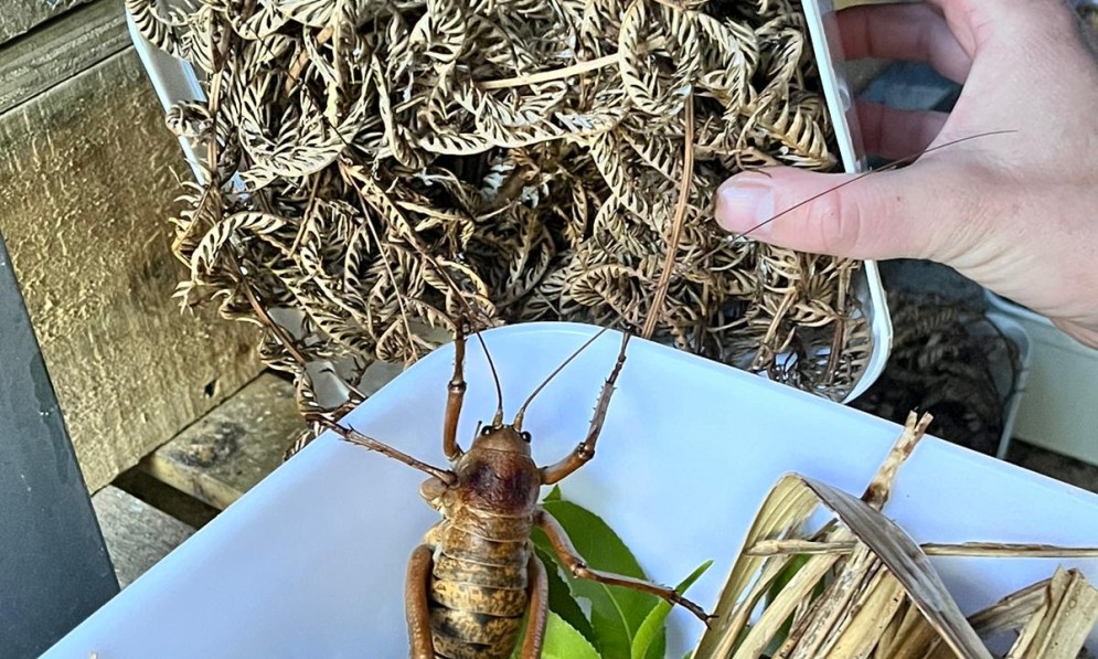 Weta punga in box 