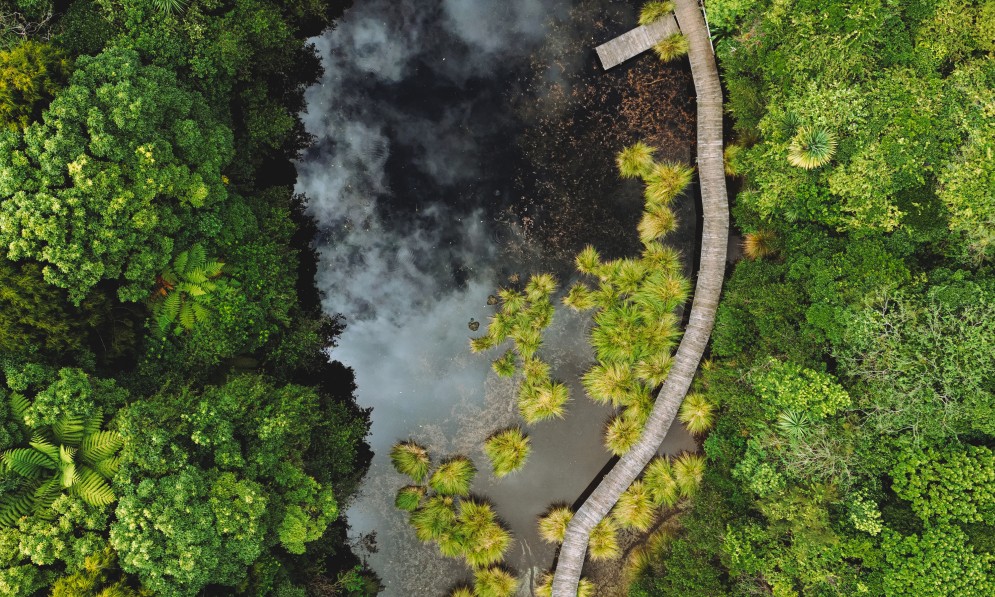 Wetland and board walk Bushy Park. Image Joe Potter