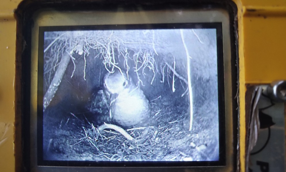 Burrowscape image of a sooty shearwater chick in its burrow. Image Francesca Cunninghame
