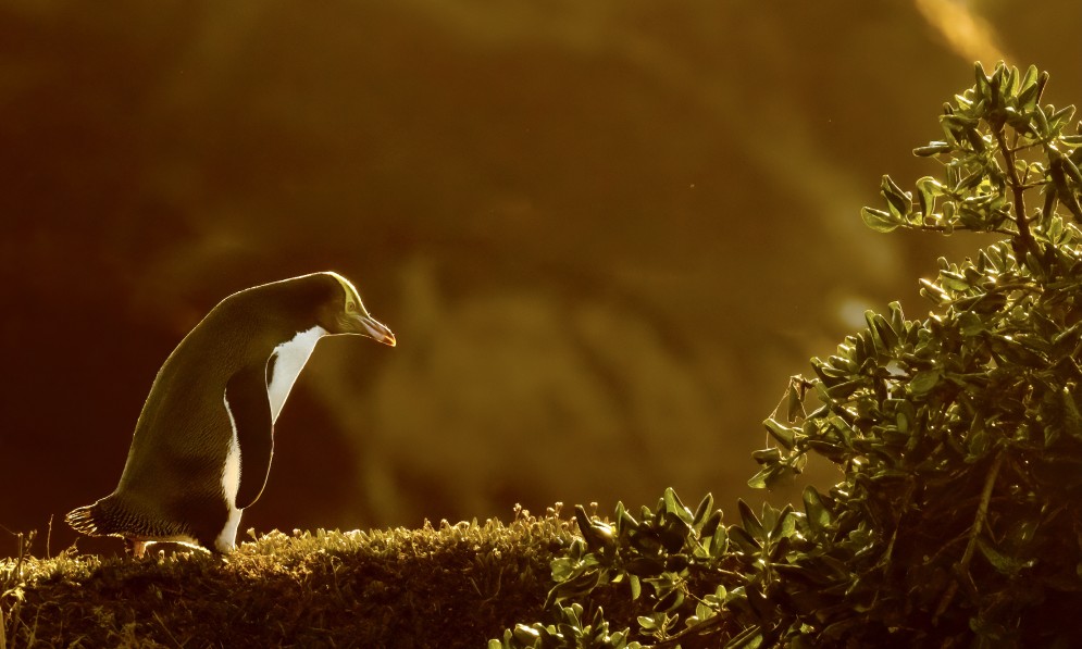 Hoiho on its early morning trek to the ocean. Image Glenda Rees