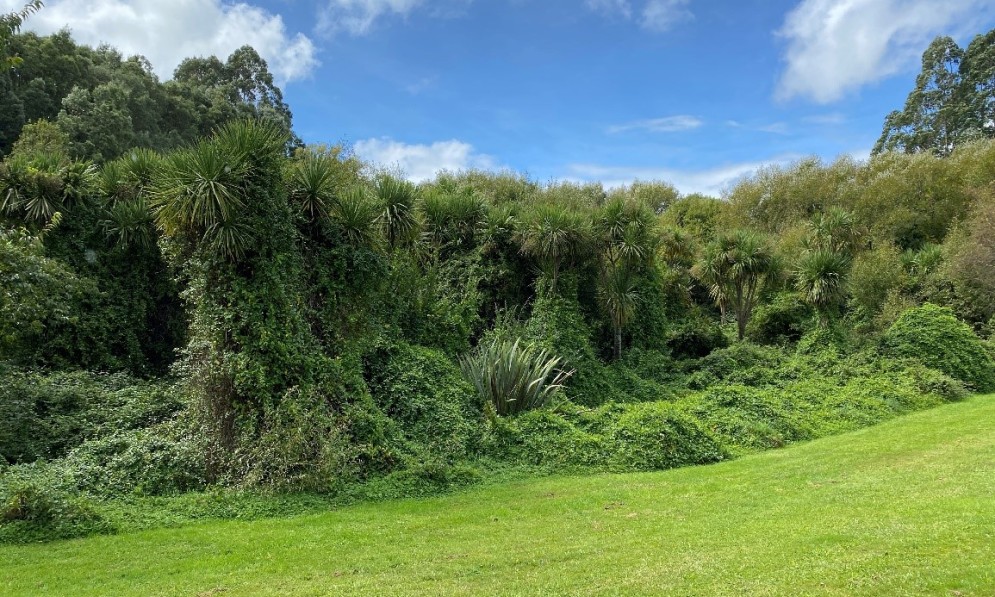 Weeds covering native plants