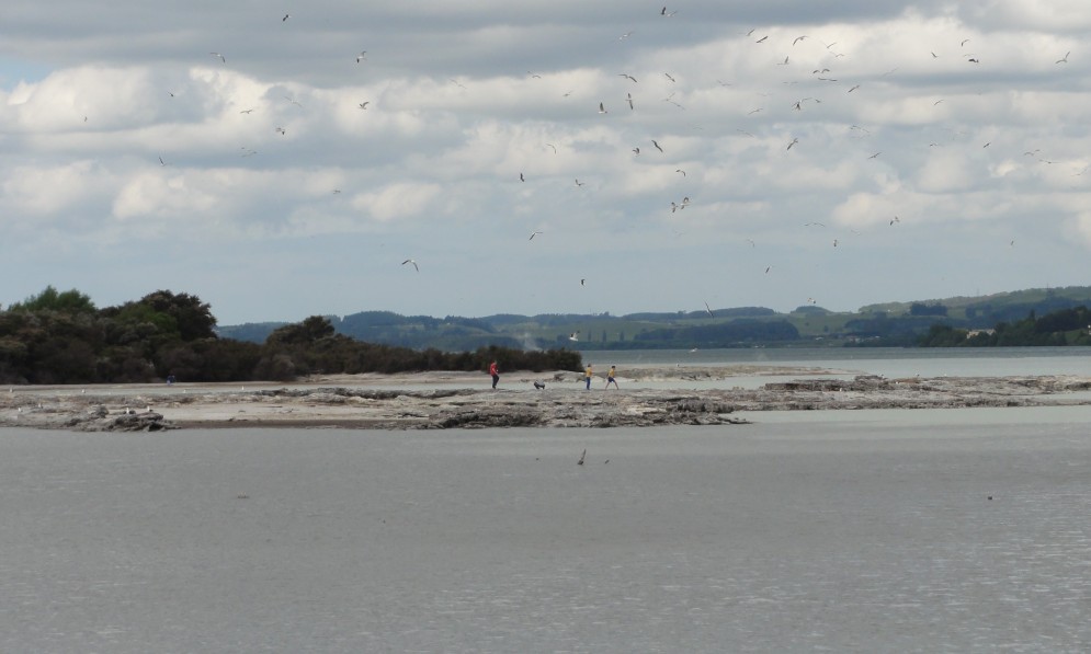 Sulphur Bay, Rotorua. Image Andy king50, CC BY-SA 3.0, via Wikimedia Commons