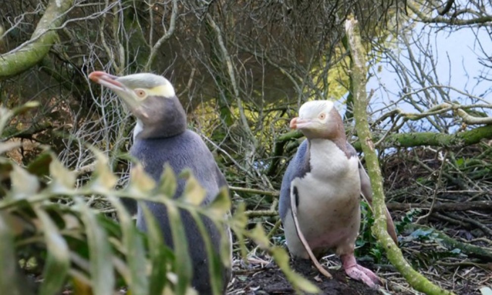 Two penguins in the bush at Te Rere, where Forest & Bird volunteers have been carrying out predator control since the 1980s. Image Fergus Sutherland