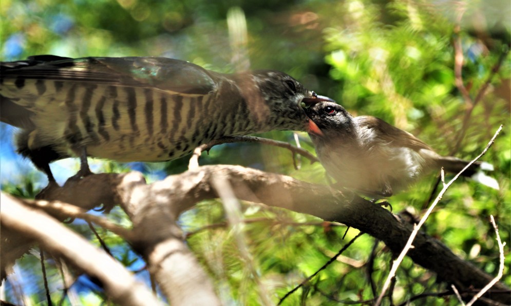 Riroriro feeding shining cuckoo after the cuckoo's mother laid an egg in its nest. Image Robin Jones