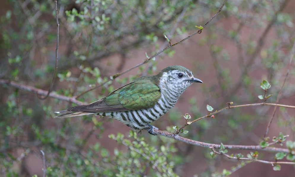 Pīpīwharauroa shining cuckoo. Image Craig Mckenzie