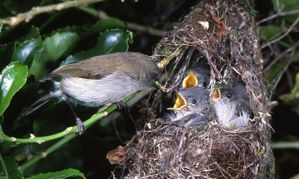 Grey warbler nest. Image Ngā Manu Images