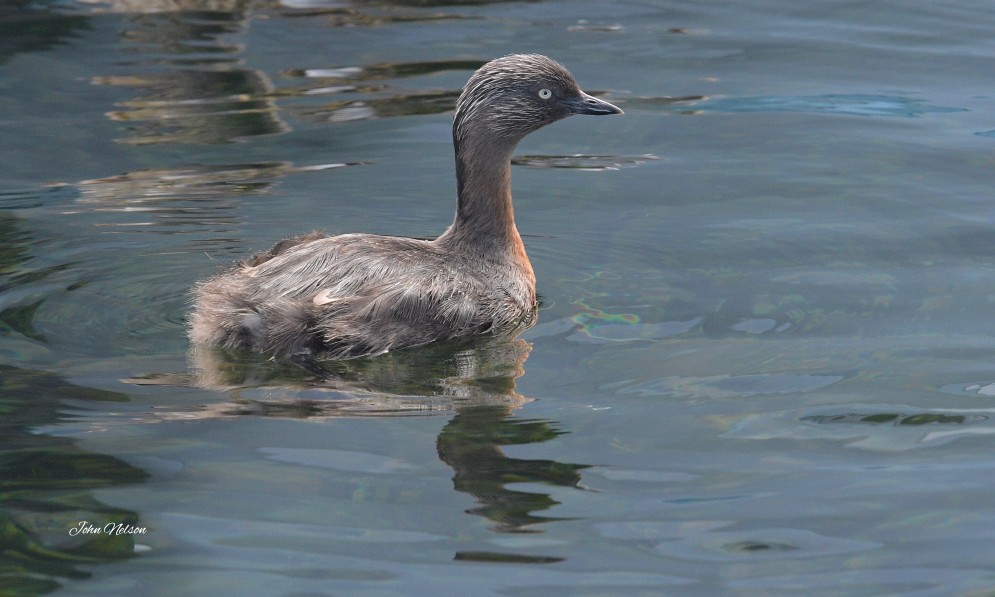 Lake Taupō is home to at least 31 species of aquatic birds, including rare weweia dabchick. Image John Nelson