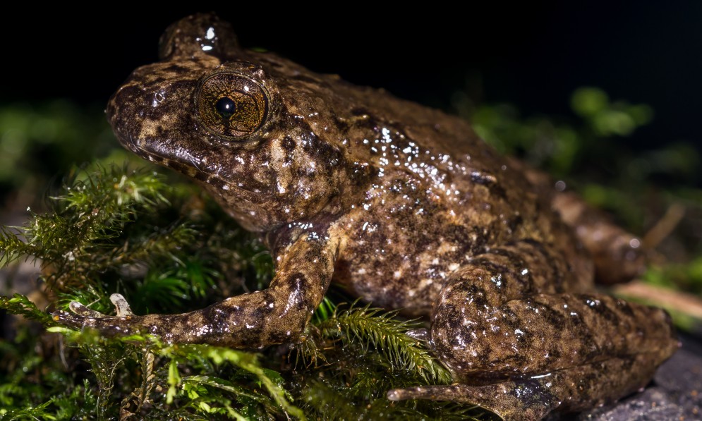 Hochstetter's Frog, Leiopelma hochstetteri. Credit Euan Brook