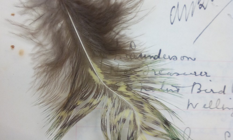 Letter to Sanderson enclosing kakapo feather 1925.