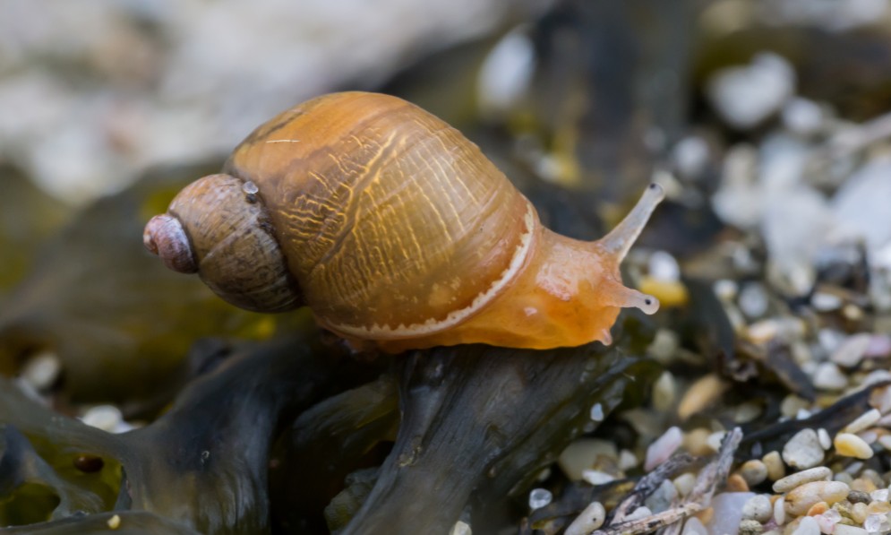 The amber snail, Succinea archeyi, is endemic to the north-east of the North Island. Image Euan Brook