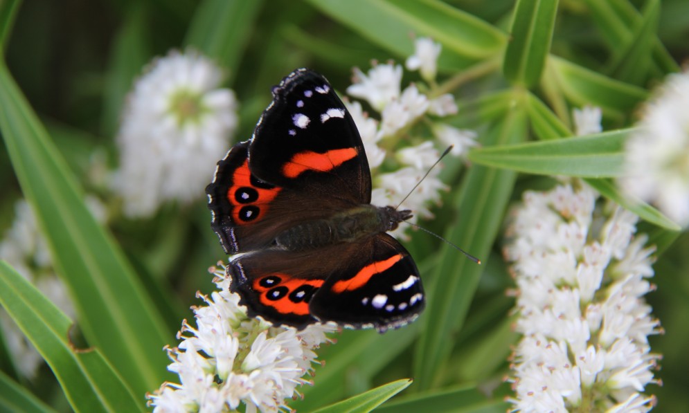 New Zealand's endemic red admiral butterfly. Image Angela Moon