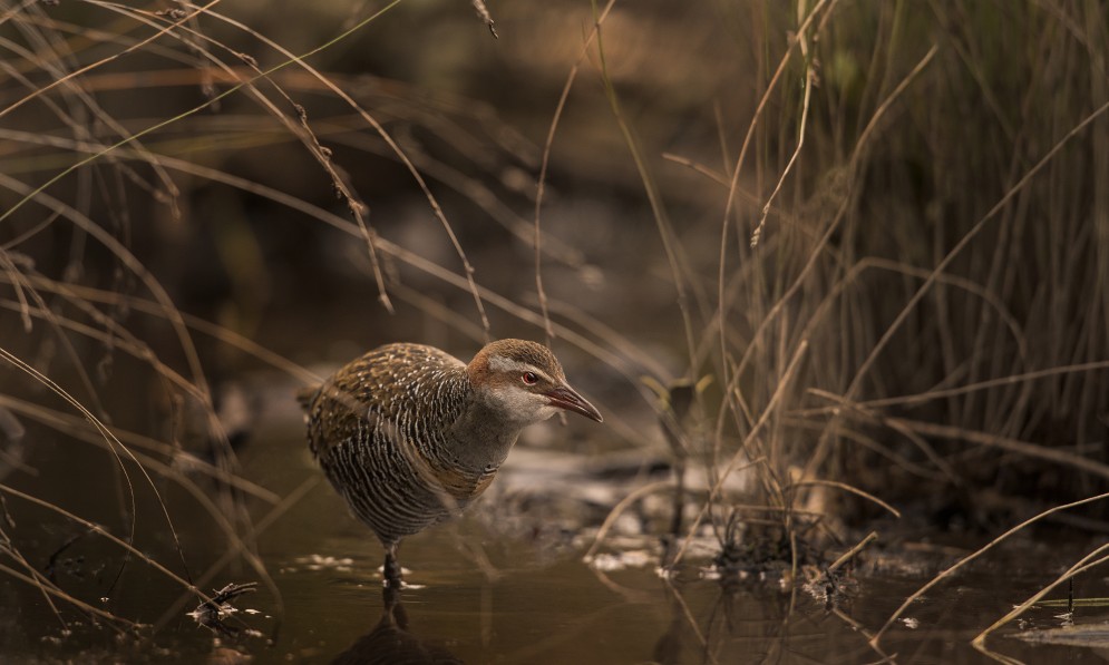 Moho pereru banded rail. Image Neil Foster