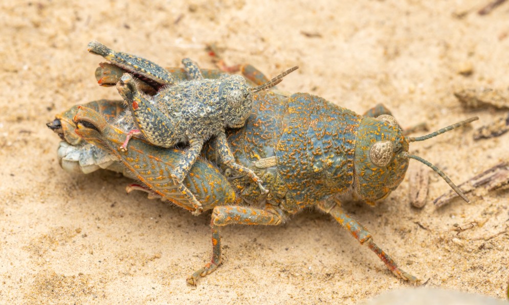 The robust grasshopper, Brachaspis robustus. Image Danilo Hegg
