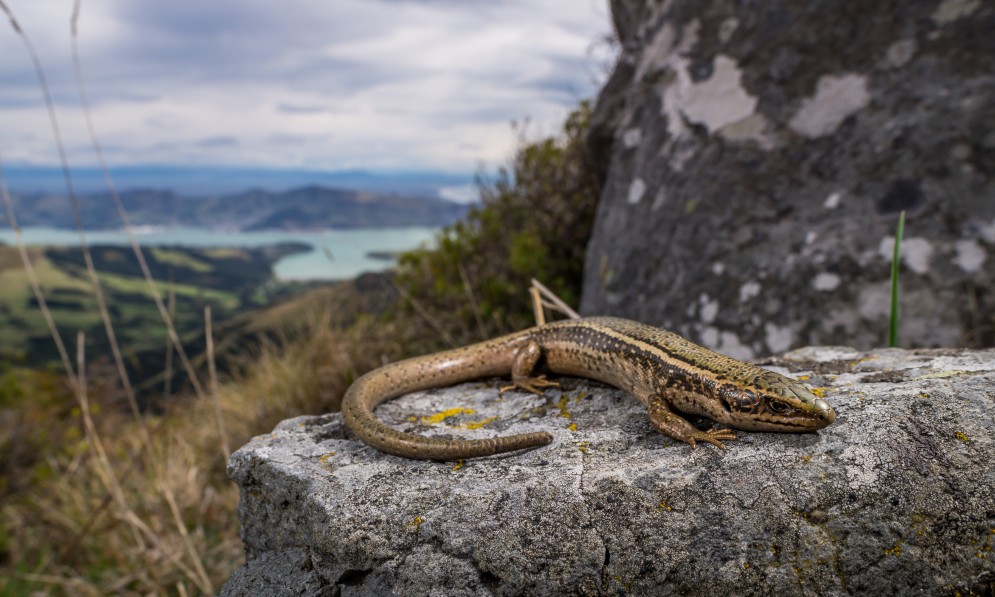 Canterbury spotted skink. Image Euan Brook