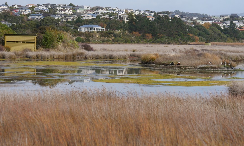 Pauatahanui Inlet. Image Caroline Wood