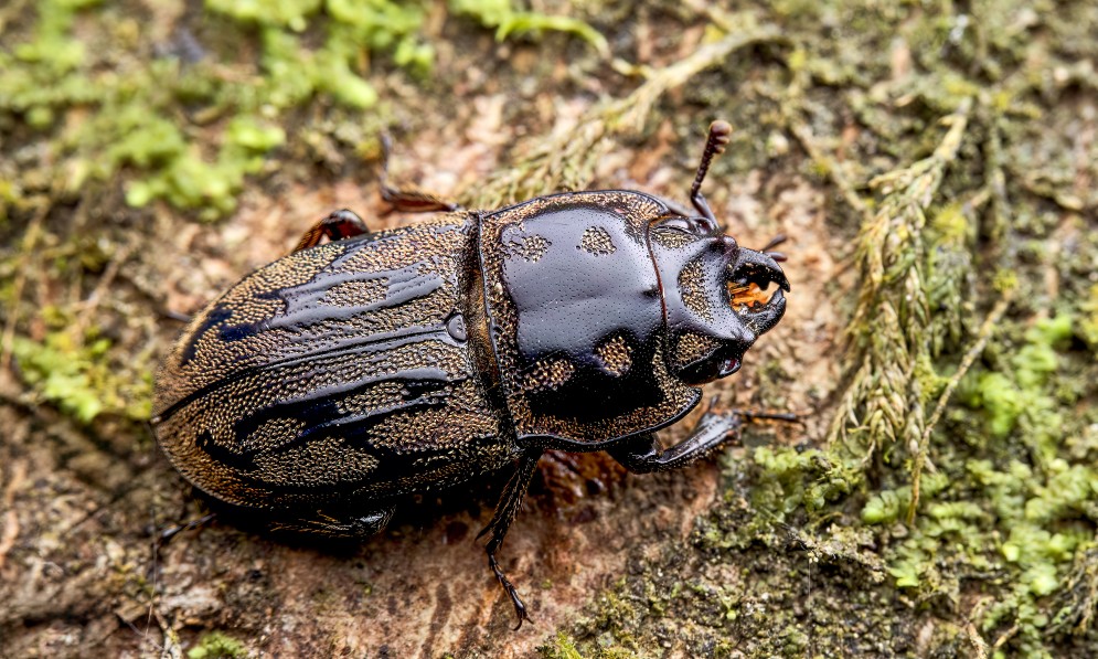 New Zealand Reticulated Stag Beetle, E Paralissotes. Image Bryce McQuillan
