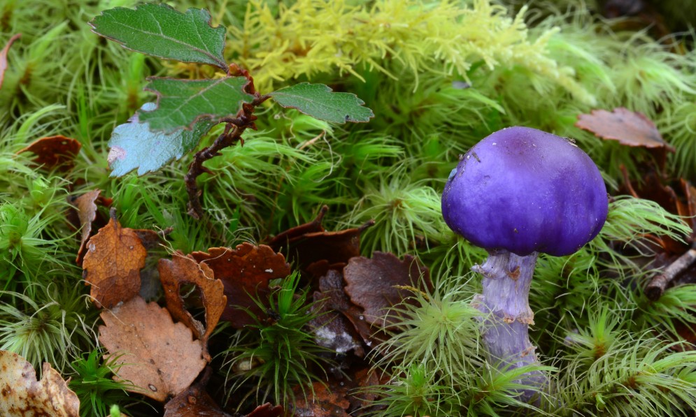 Cortinarius 'small purple pouch' fungi. Lake Daniels Track. Image Bryce McQuillan