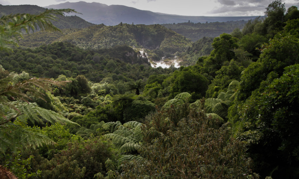 Rotorua Geothermal landscape