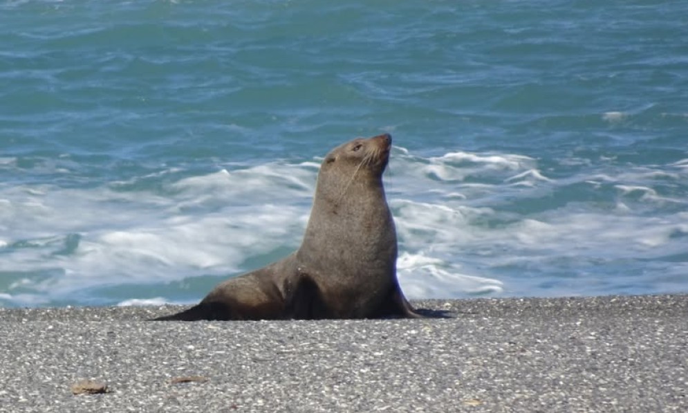 seal
