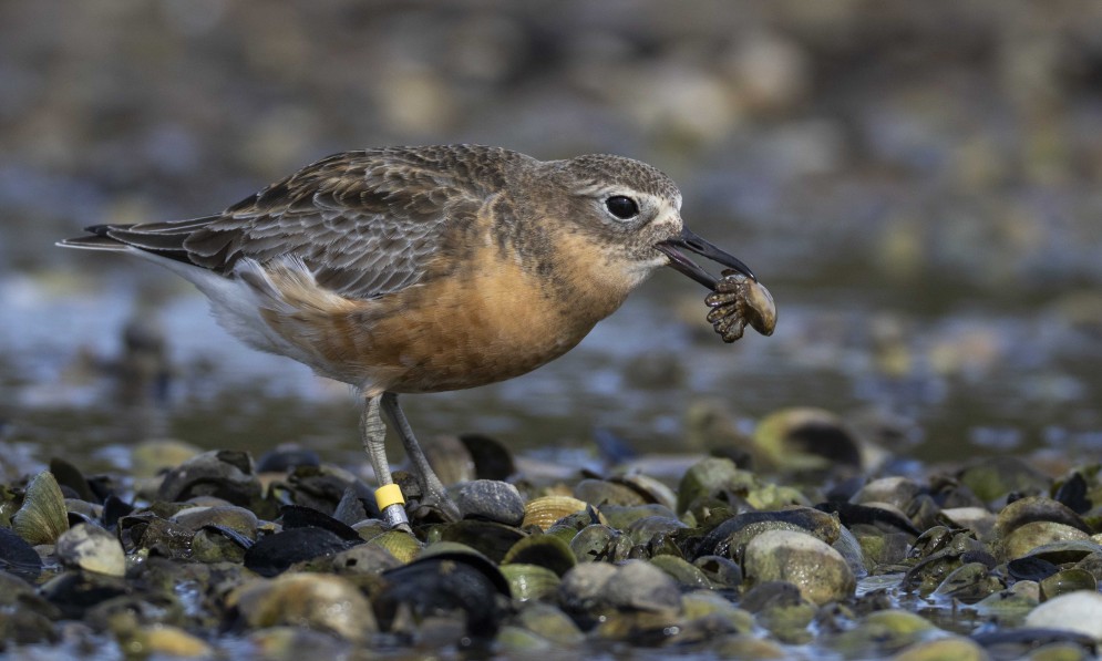 Pukunui southern New Zealand dotterel. Credit Oscar Thomas